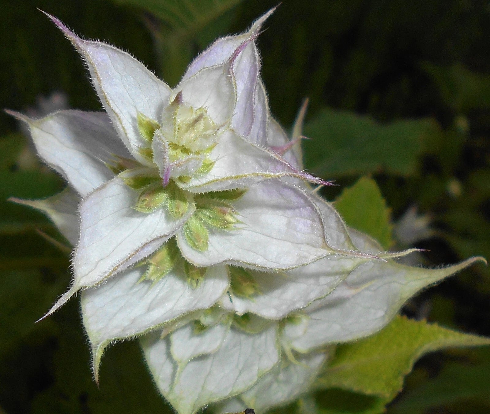 100 Clary Sage Seeds - Salvia sclarea - Non-GMO Medicinal Herb