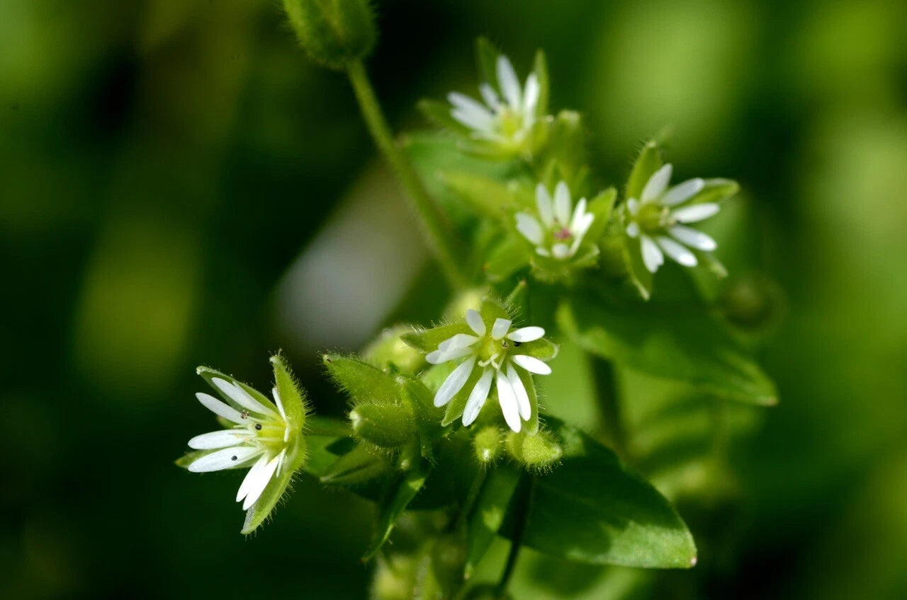 100 Chickweed Seeds - Stellaria media - Non-GMO Medicinal and Edible Plant