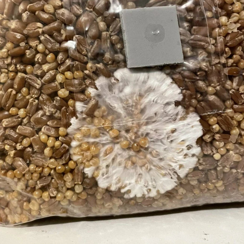 Blue Oyster Mushroom Pleurotus Columbinus Liquid Culture Syringe