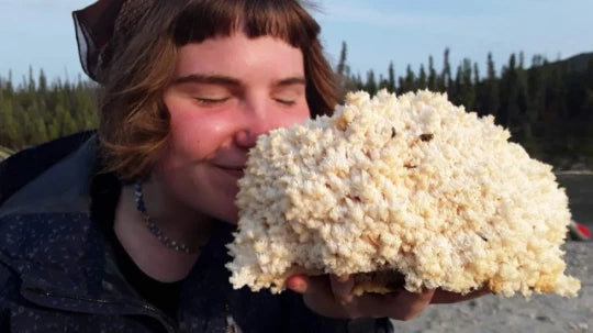 Lion's Mane Mushroom Grow Kit H. erinaceus Fresh Inoculated Kit Fast Free Ship