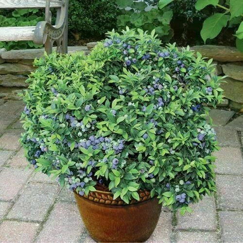100+ Blueberry Seeds  - Dwarf Top Hat  | Low Bush Variety - Sweet Edible Fruits