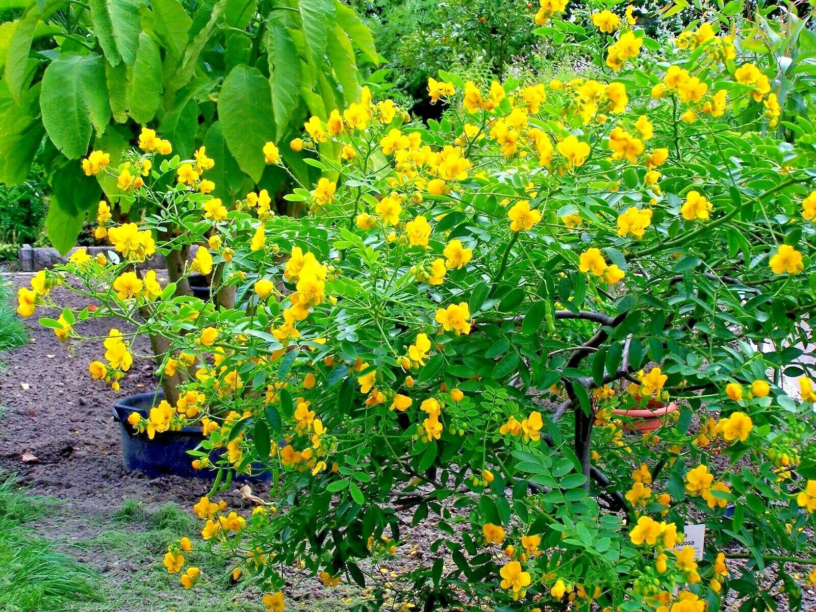 15 ARGENTINE SENNA SEEEDS - Senna corymbosa