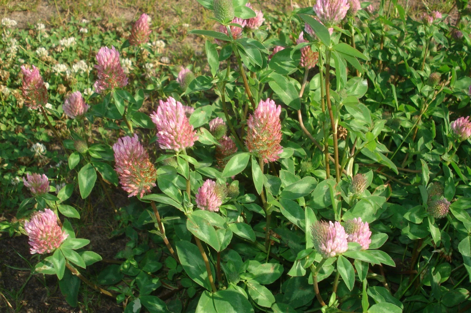 1000 Mammoth Red Clover Seeds - Trifolium pratense Mammoth - Non-GMO Seeds