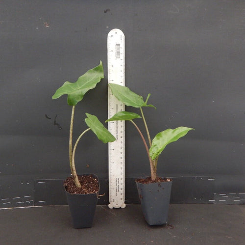 ***PORTORA*** Elephant Ear Alocasia Live Starter Plant**COLD HARDY**GETS HUGE!