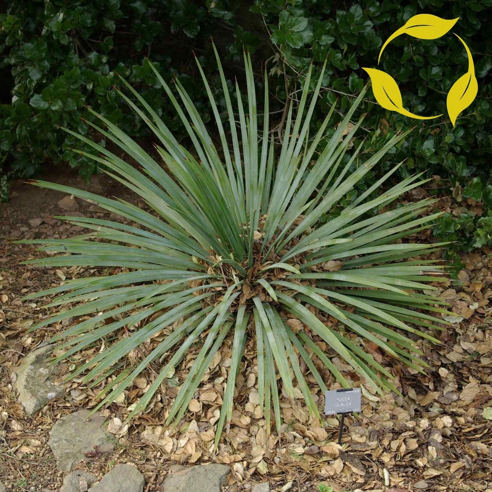 SOAP WEED Yucca Glauca - 25+ SEEDS