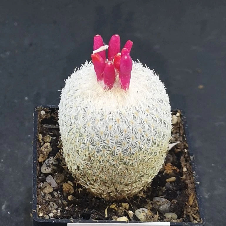 Epithelantha micromeris ssp. pachyrhiza read description!