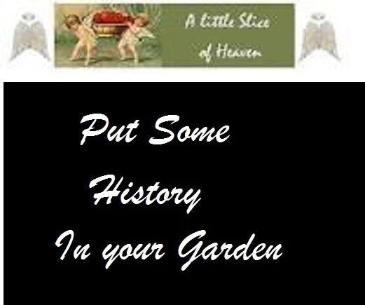 10 Orange Strawberry Heirloom Historical  Plus 2 Packs of Vegetable Seeds
