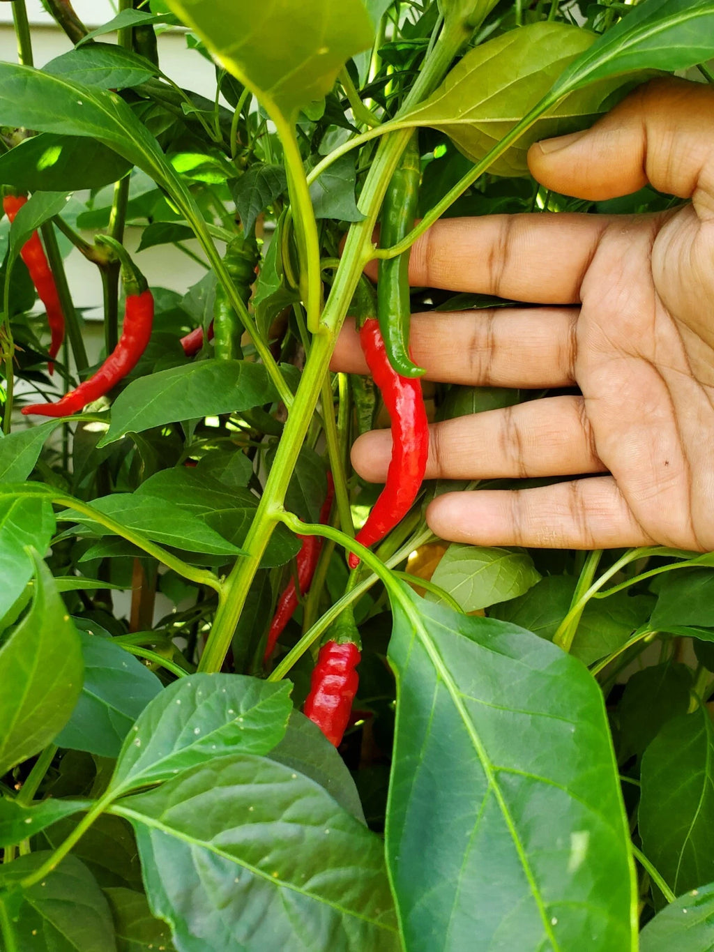 VERY HOT Long Cayenne Chilli pepper HEIRLOOM 30+ seeds 100% Organic Grown in USA