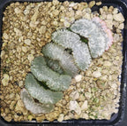 HW041 Haworthia truncata 'ARAISO', Phyto available