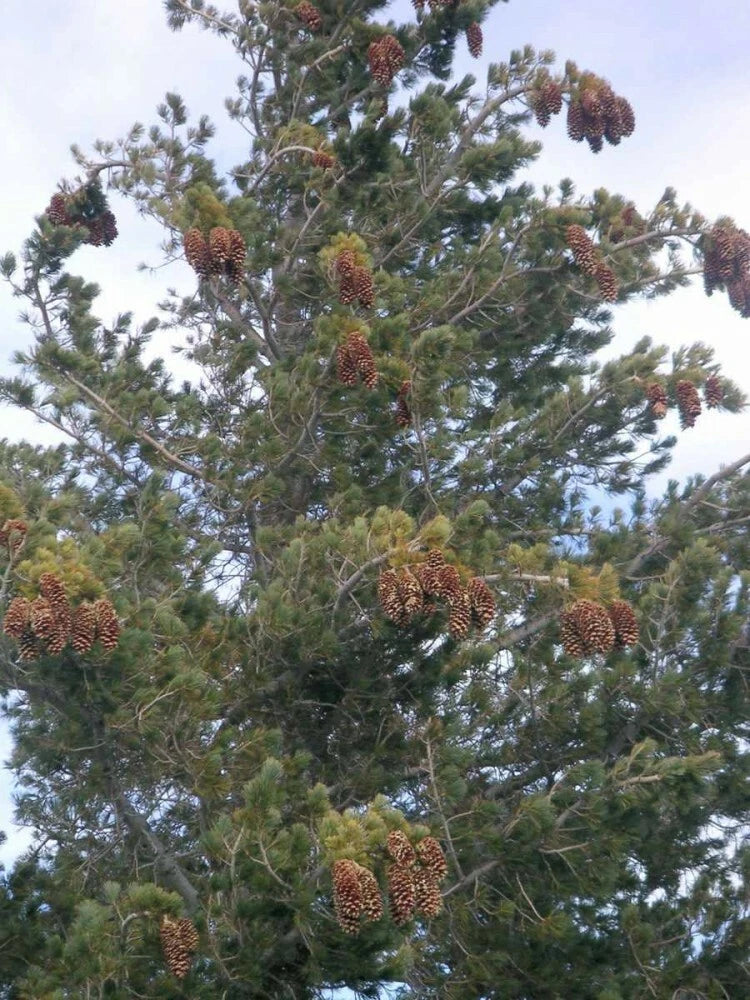 SUGAR PINE Pinus Lambertiana - 5+ SEEDS