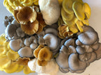 Mushroom plug spawn variety pack 4 100 packs