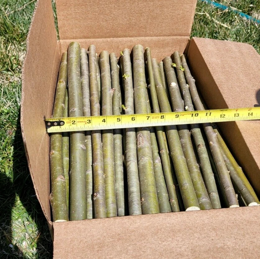 15 HUGE THICK Austree Hybrid Willow Tree Cuttings DIRECT FALL PLANTING 18 inch