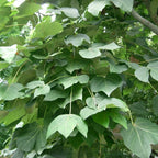 CHINESE PARASOL TREE Firmiana Simplex - 10+ SEEDS