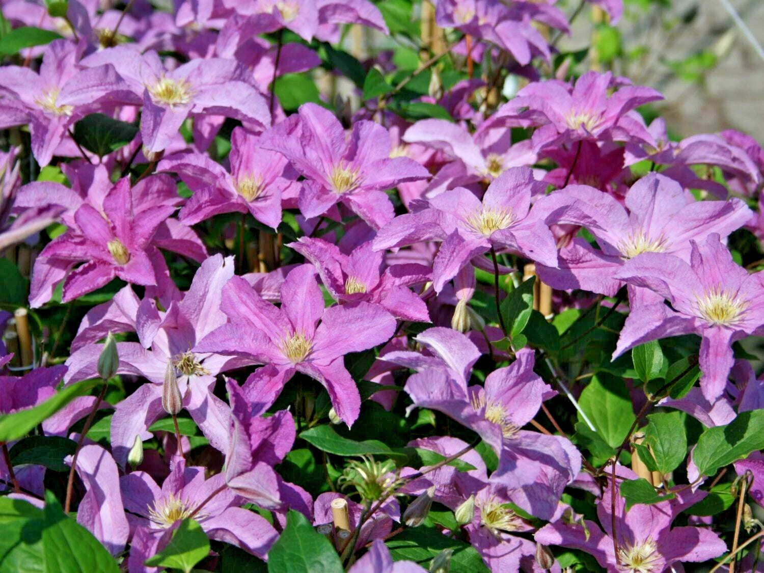 15 DANUTA CLEMATIS SEEEDS