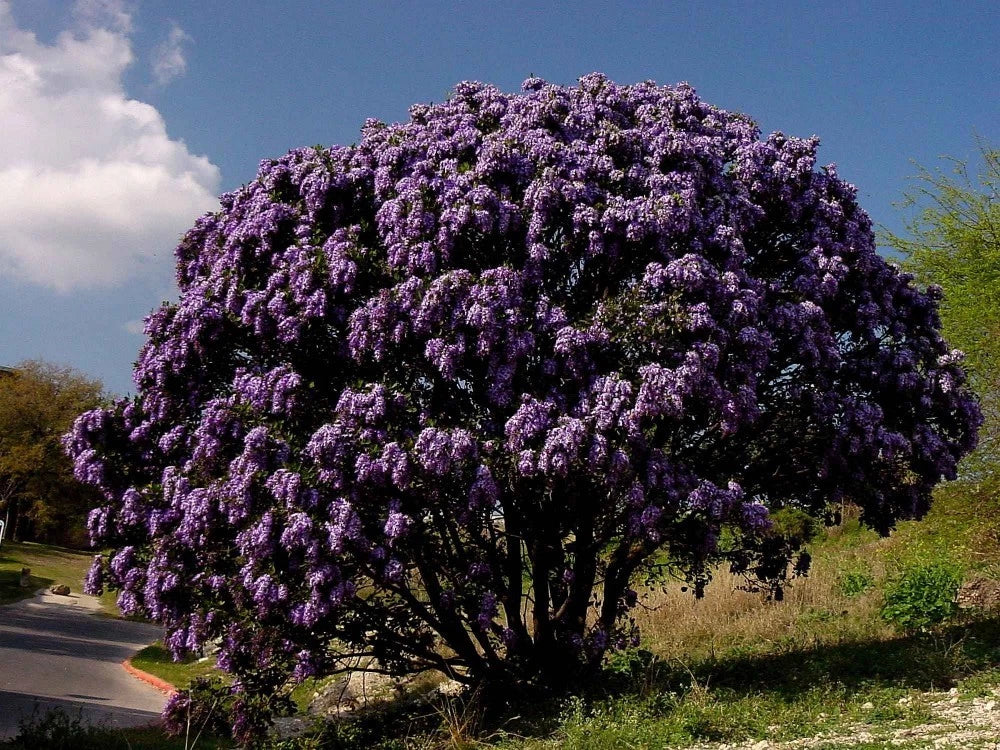 TEXAS MOUNTAIN LAUREL Sophora Secundiflora - 10 SEEDS