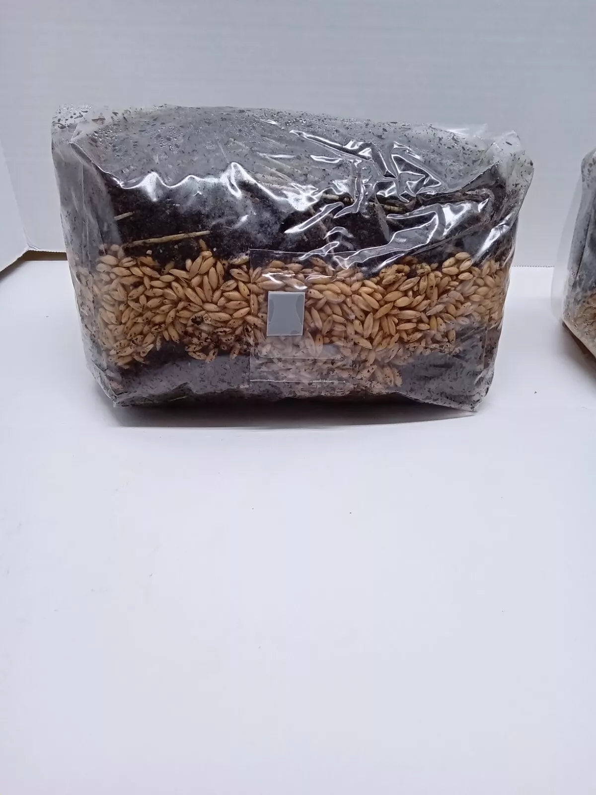 5.5 lb All in One Mushroom Grow Bag Sterilized GROWING BIO-BAG KIT FAST SHIP [A]