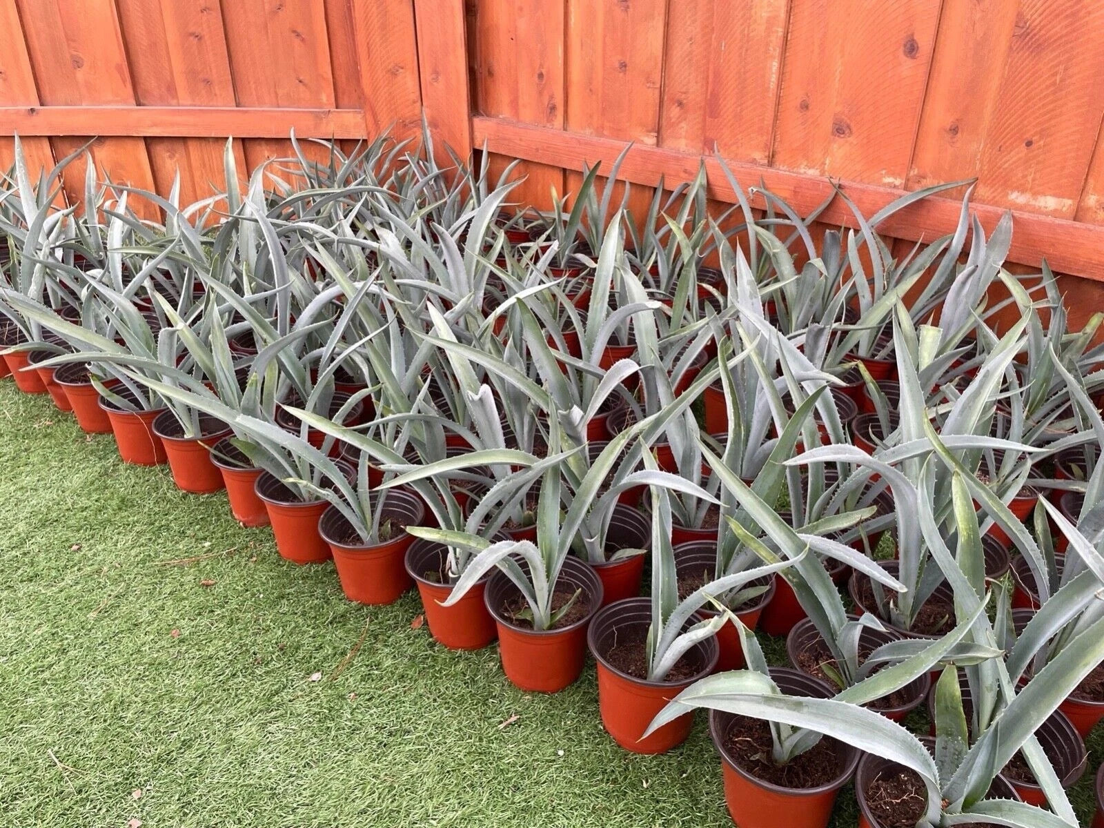 14 Blue Agave Plant Planter (A Tequilana) Indoor/Outdoor Succulent Home Decor