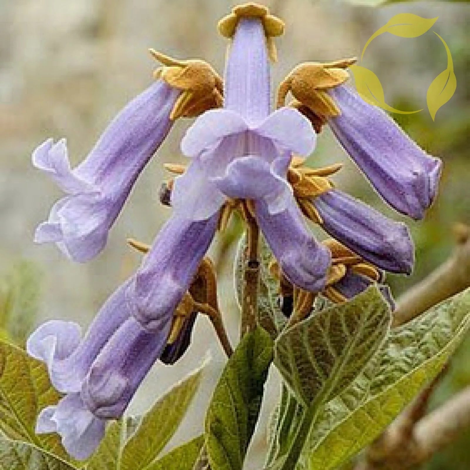 BEAUTIFUL PAULOWNIA TREE Paulownia Elongata - 200 SEEDS. *LESS S&H