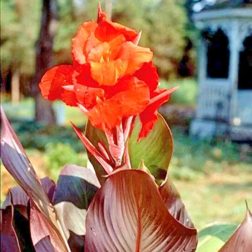 10 PURPLE LEAF CANNA SEEDS with orange flowers