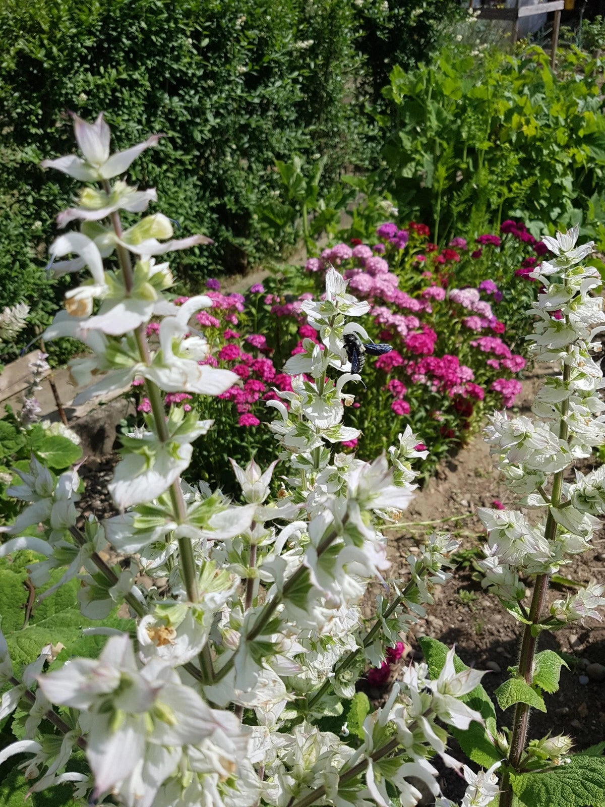 100 Clary Sage Seeds - Salvia sclarea - Non-GMO Medicinal Herb