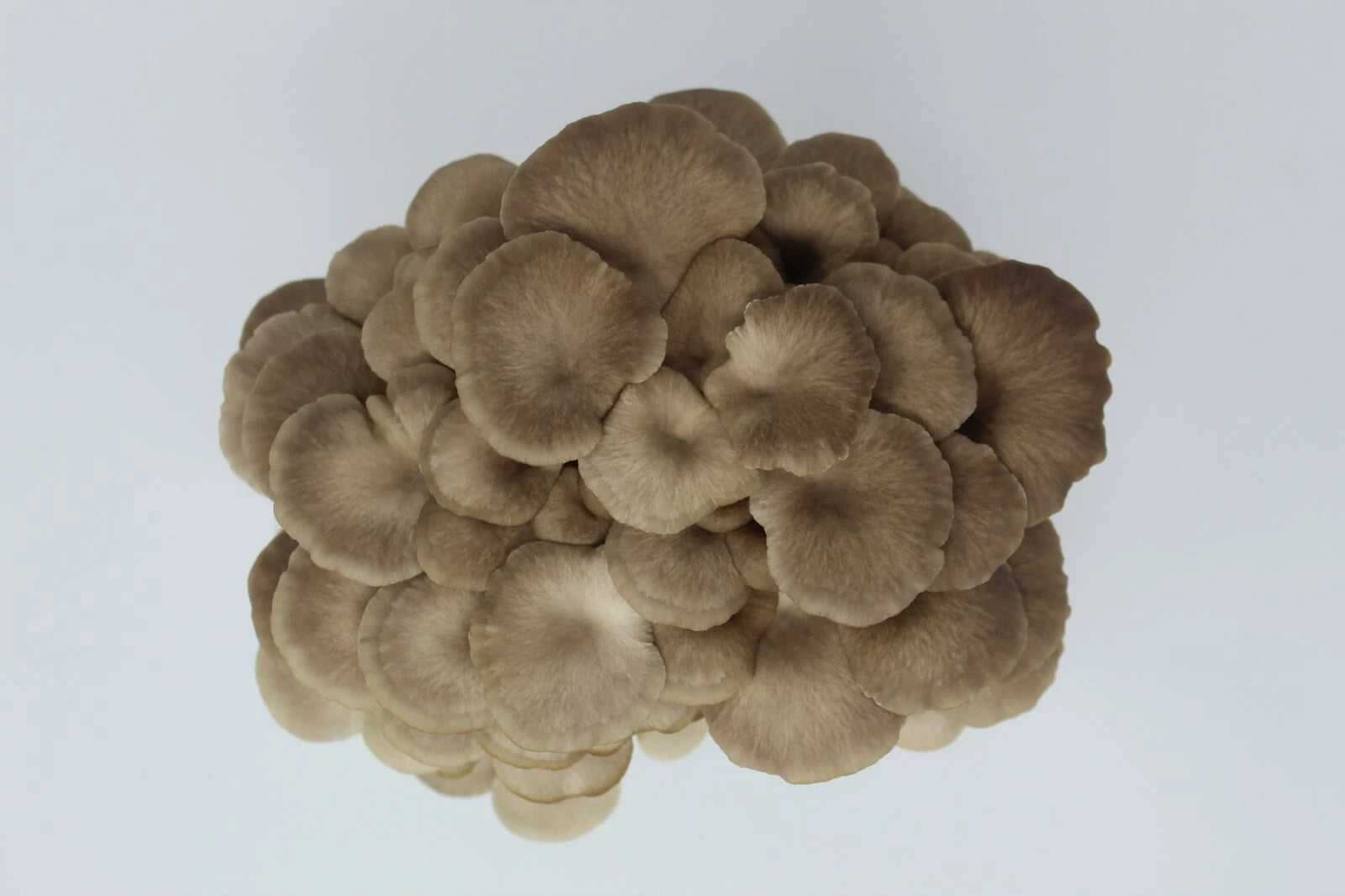 Pink and Brown Oyster Mushroom Growing Farm - Edible Oyster Mushroom Growing Kit