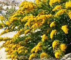 CANADA GOLDENRODE Solidago Canadensis - 10,000 Bulk Seeds