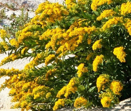 CANADA GOLDENRODE Solidago Canadensis - 10,000 Bulk Seeds