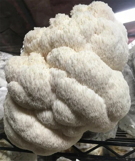 Lion's Mane Mushroom Grow Kit H. erinaceus Fresh Inoculated Kit Fast Free Ship