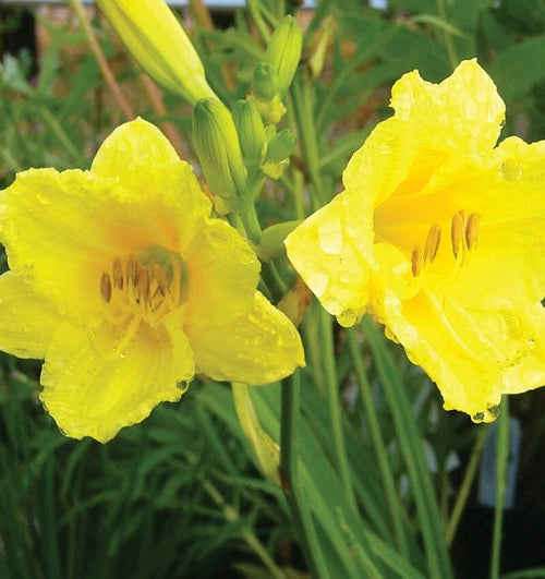 10 HAPPY RETURNS DAYLILY SEEEDS - Hemerocallis 'Happy Returns'