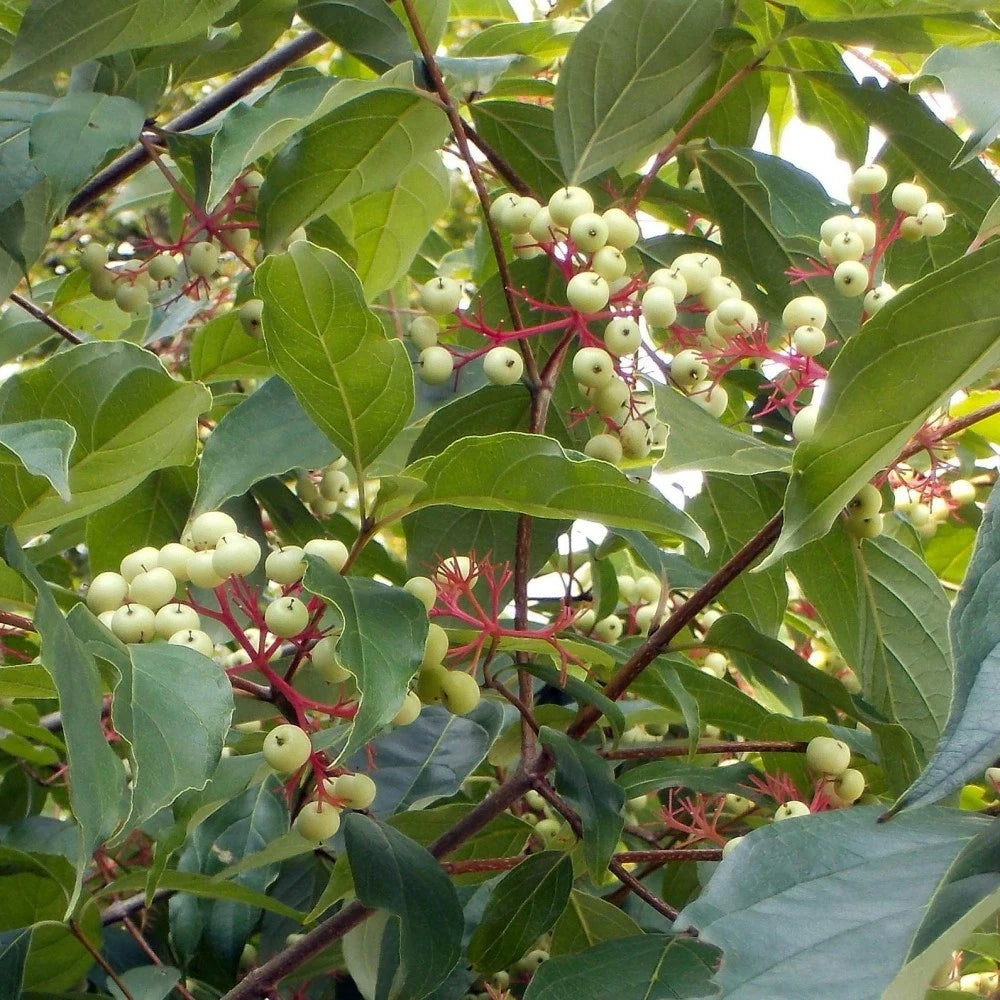 GRAY DOGWOOD Cornus Racemosa - 10+ SEEDS