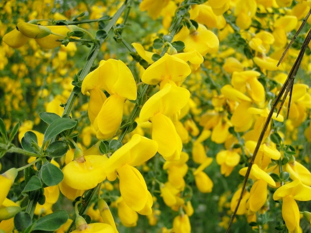 SCOTCH BROOM Cytisus Scoparius - 25 SEEDS. FREE S&H