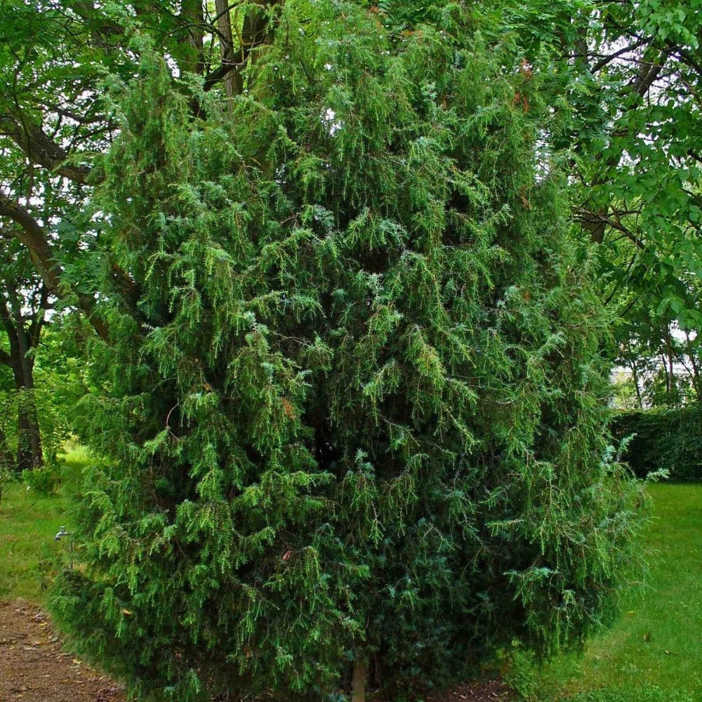 COMMON JUNIPER Juniperus Communis - 5+ SEEDS