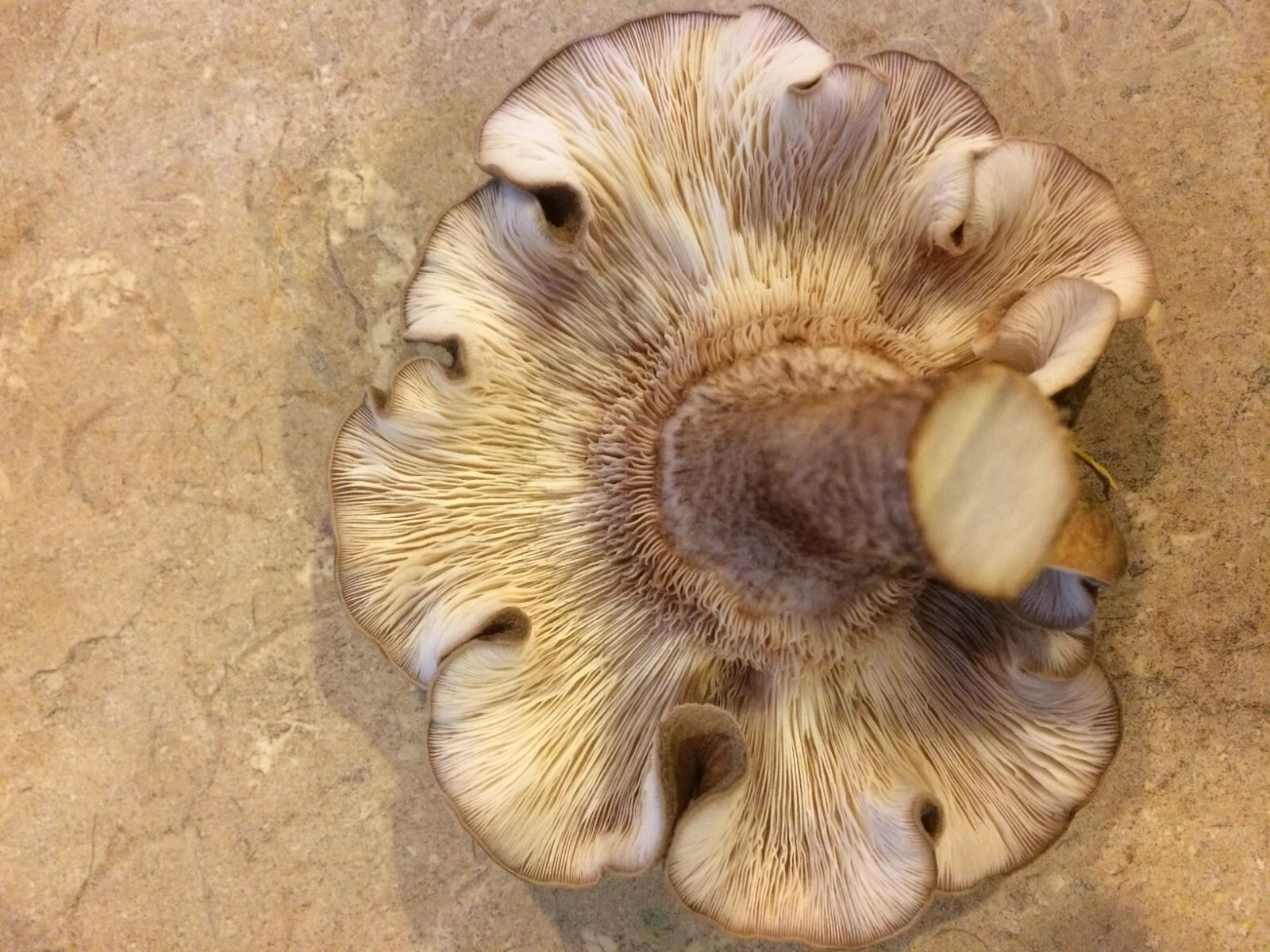 Mushroom plug spawn variety pack & drill/wax combo 4 100 packs