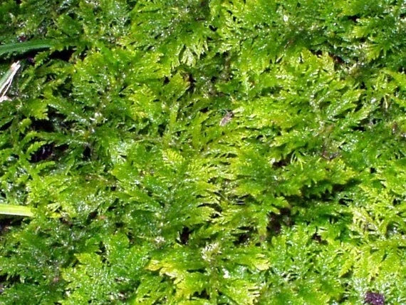 Fresh Fern Moss Perfect for Terrariums and Bonsai - Two 9x12 inch sheets