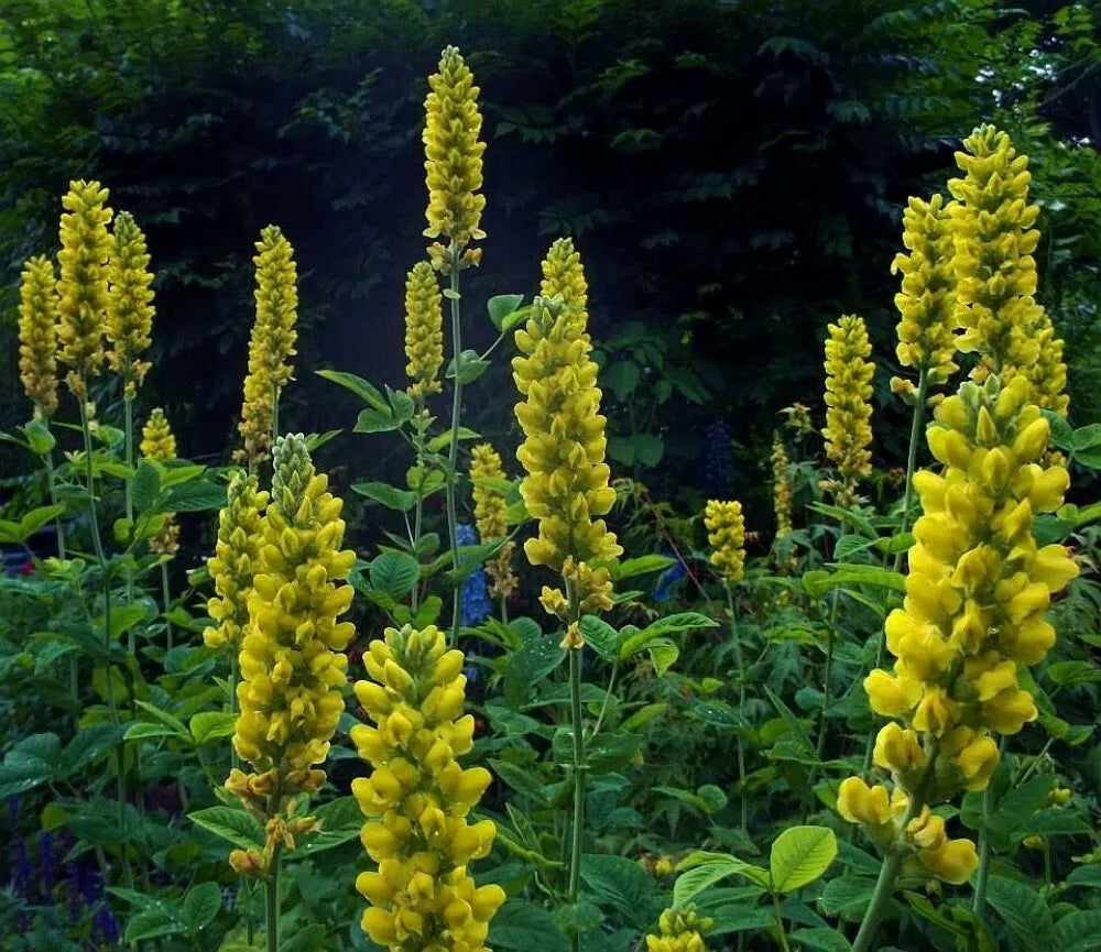 CAROLINA LUPINE Thermopsis caroliniana villosa - 10+ SEEDS