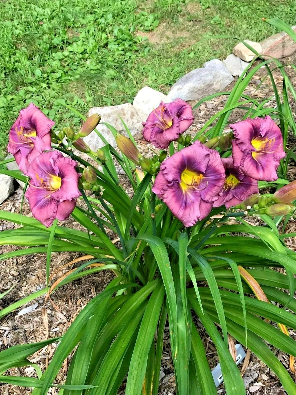 10 RHYTHUM AND HUES DAYLILY SEEEDS -  Hemerocallis 'Rhythm and Hues')'