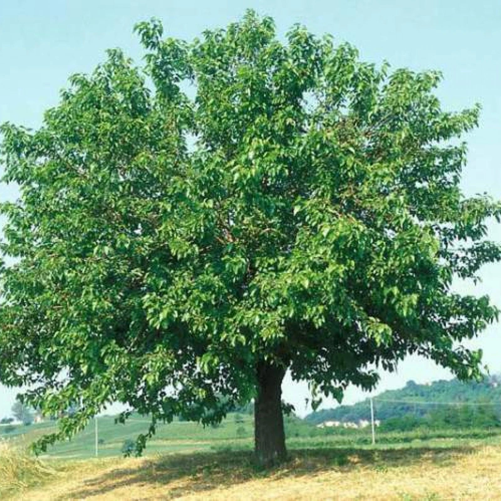 WHITE MULBERRY Morus Alba - 50+ SEEDS