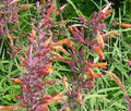 AGASTACHE APRICOT SPRITE Agastache Aurantiaca - 100 Bulk Seeds