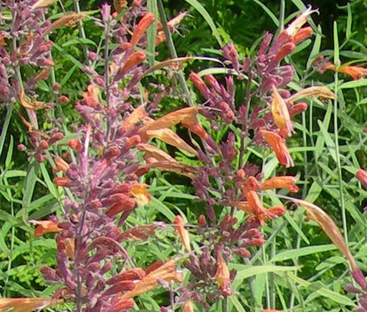 AGASTACHE APRICOT SPRITE Agastache Aurantiaca - 100 Bulk Seeds