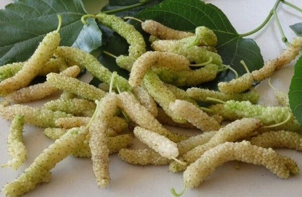 10x White Delicious Super Sweet Shahtoot Mulberry Organic unrooted cuttings