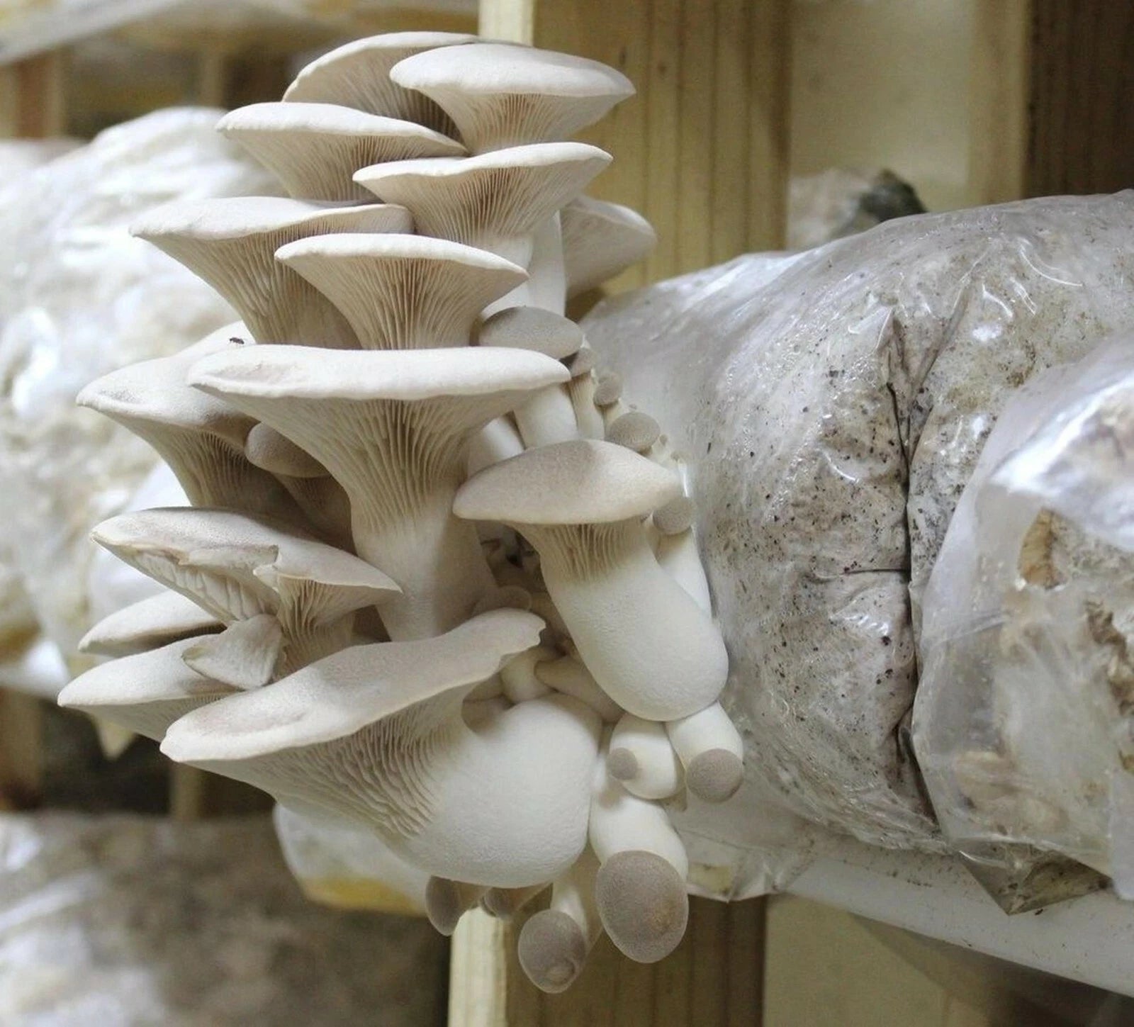 1 LB of King oyster mushroom Grain Spawn US Seller!!!