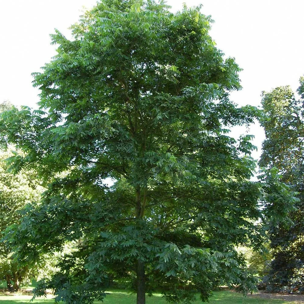 PAPERSHELL PECAN Carya Illinoensis - 5 SEEDS