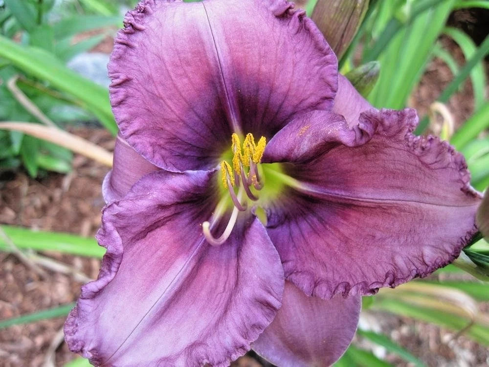 10 RHYTHUM AND HUES DAYLILY SEEEDS -  Hemerocallis 'Rhythm and Hues''