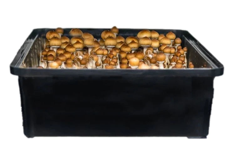 Premium Bulk Mushroom Substrate Mix | Fully Pastuerized | Maximum Yield 5 LBS