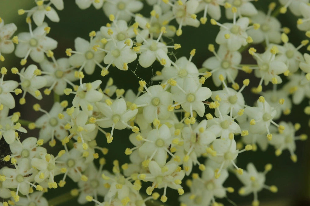 100 Black Elderberry Seeds - Sambucus nigra - Common Elder - European Elder