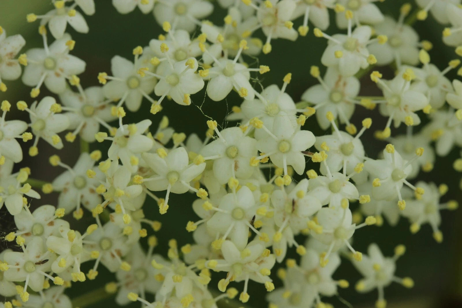 100 Black Elderberry Seeds - Sambucus nigra - Common Elder - European Elder