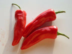 25 seeds of Piment d espelette  Gorria  from south west of France!!!!!