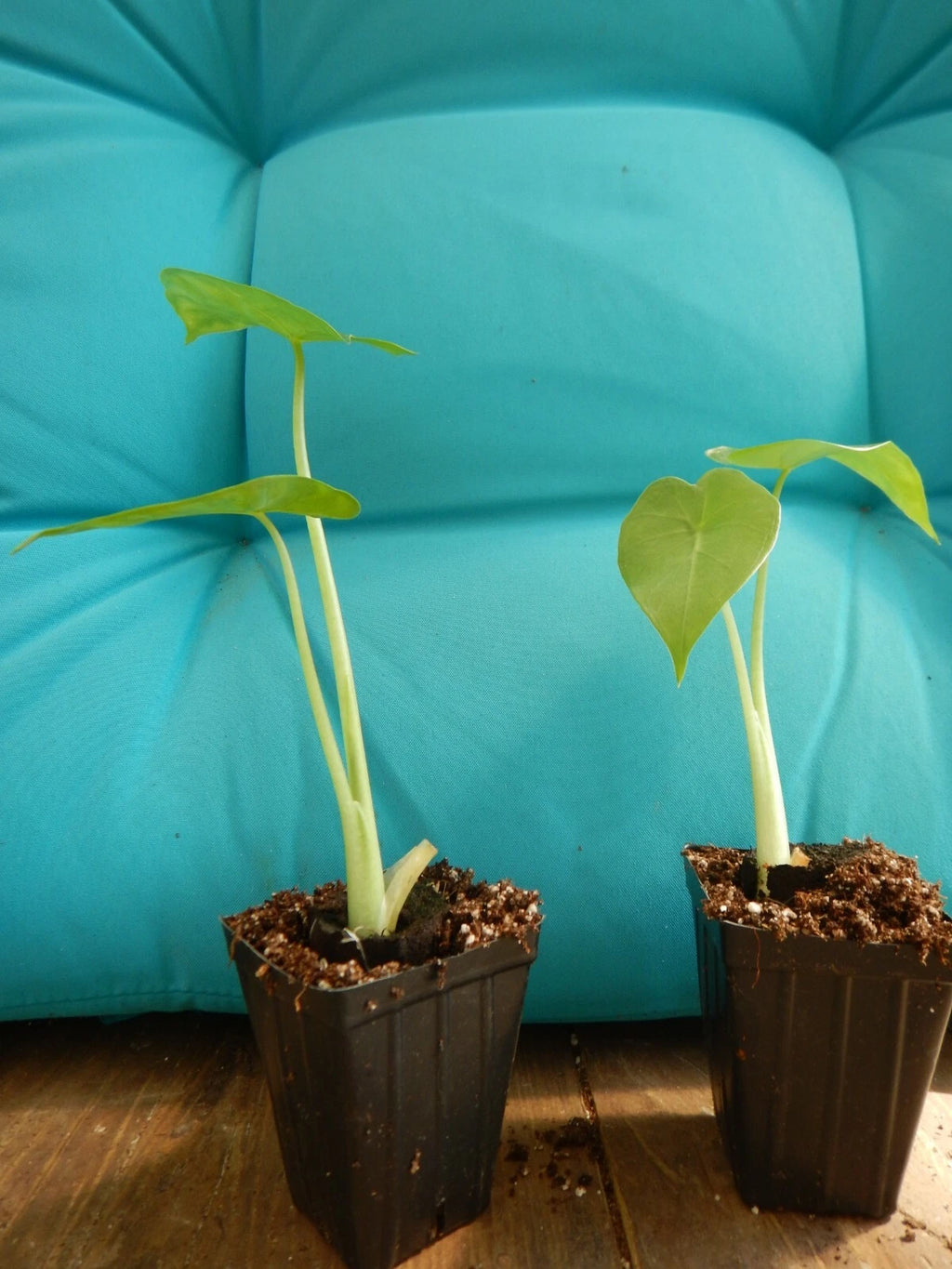 ***CALIDORA*** Elephant Ear Alocasia Live Starter Plant**COLD HARDY**GETS HUGE!