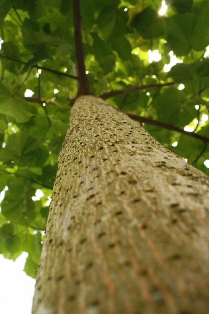 BEAUTIFUL PAULOWNIA TREE Paulownia Elongata - 200 SEEDS. *LESS S&H