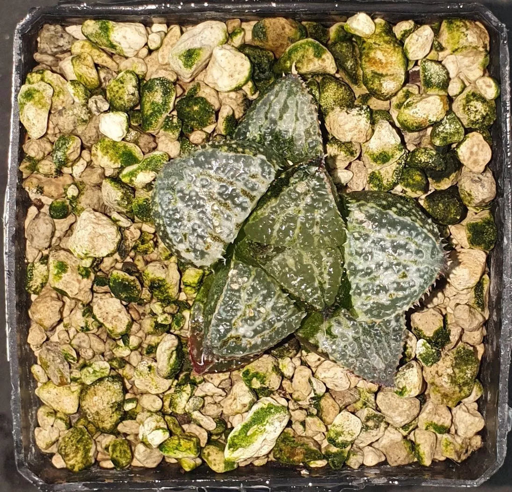HW110 Haworthia splendens 'YUKI KESHIKI', Phyto available